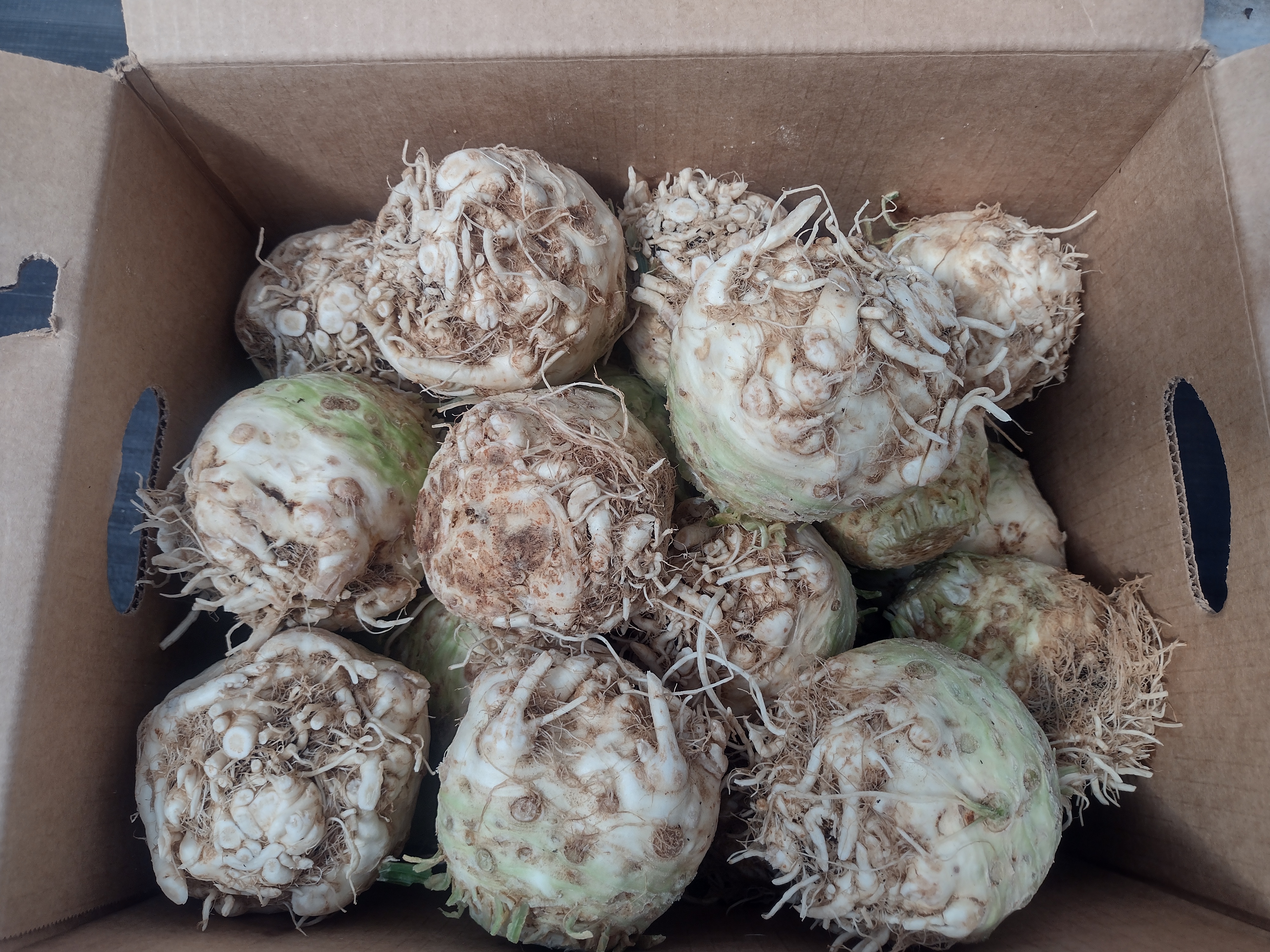 Celery Root – Victory Farms